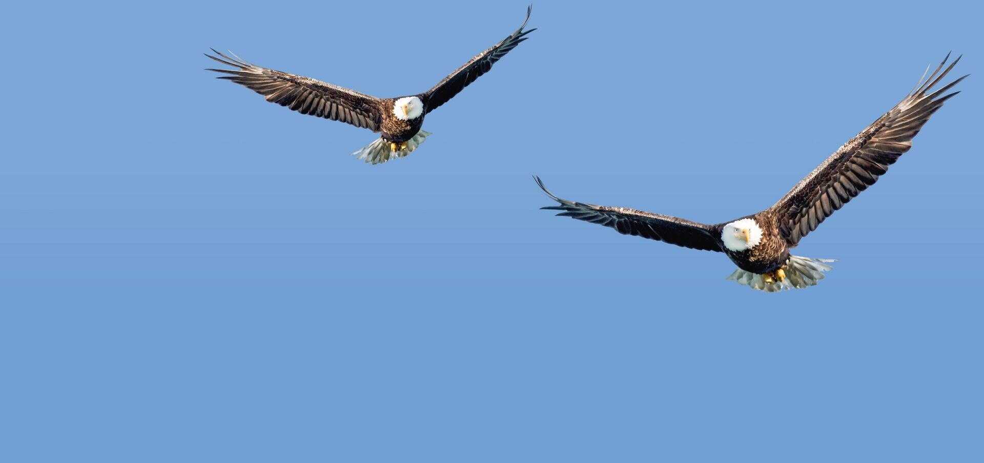 Hau Ab Lieber Adler Trumpf